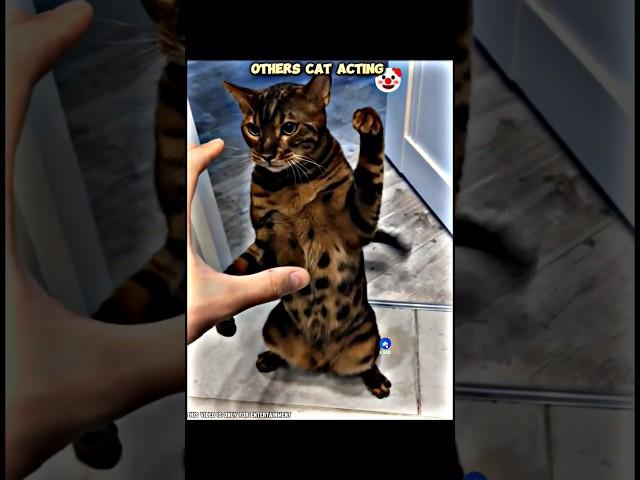 Others Cat Acting Vs This Cat| #trollface #usashorts #usa #viral #trendingshorts
