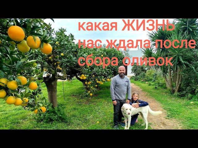 96. Размеренная ЖИЗНЬ семьи на АПЕЛЬСИНОВОМХУТОРЕ. После сбора оливок жизнь снова налаживается.