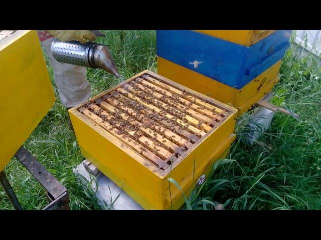 Многокорпусной улей, работы на пасеке .