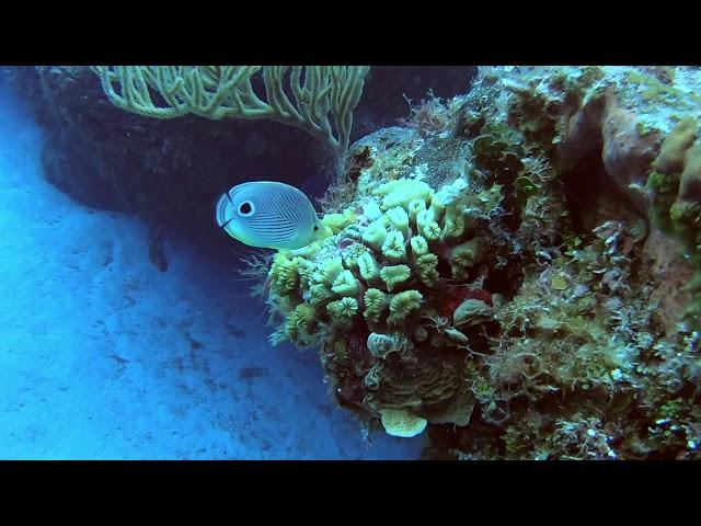 Foureye Butterflyfish