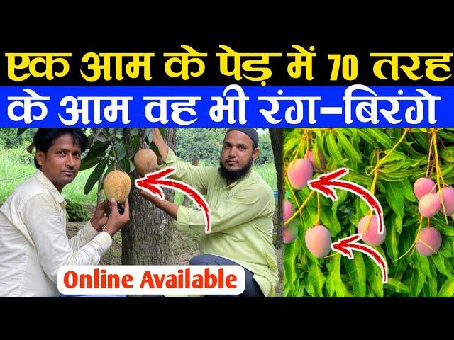 एक आम के पेड़ में 70 तरह के आम वह भी रंग-बिरंगे | Fruits Plant Nursery | Fruit Plant Variety India