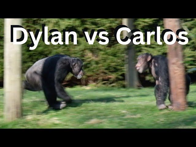 Chimpanzee Alpha Male Fight