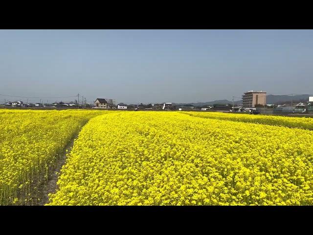 20220309 坊っちゃん劇場近くの菜の花畑 【4K HDR】