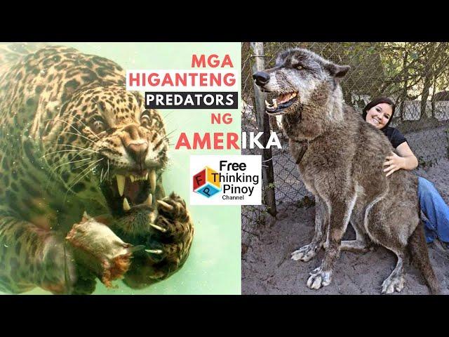 PINAKA DELIKADO HAYOP NG AMERIKA | Largest Predator of America