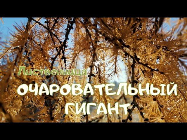 Лиственница. Очаровательный гигант