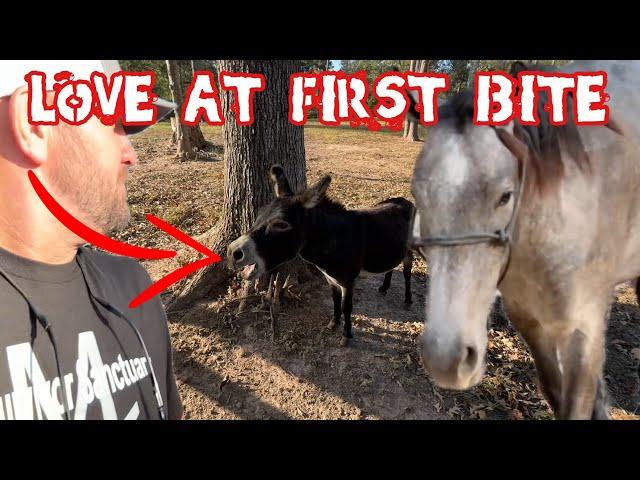 Rescue Horses and Rescue Donkey First Meet