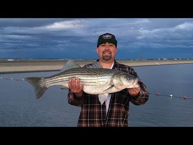 California Aqueduct Fishing 34 1/2 Inches 17.7lbs Big Striped Bass