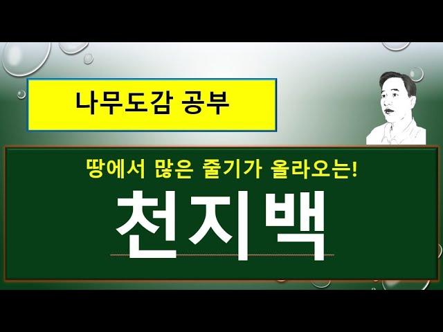 천지백 vs 측백 vs 서양측백 : 무엇이 서로 다를까?