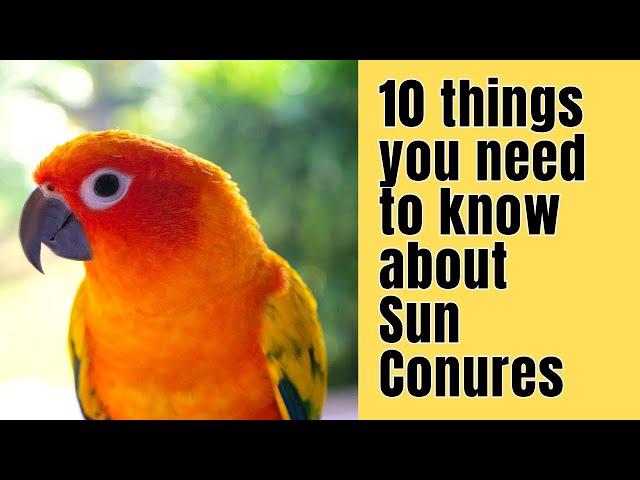 10 Things you NEED to know about SUN CONURES