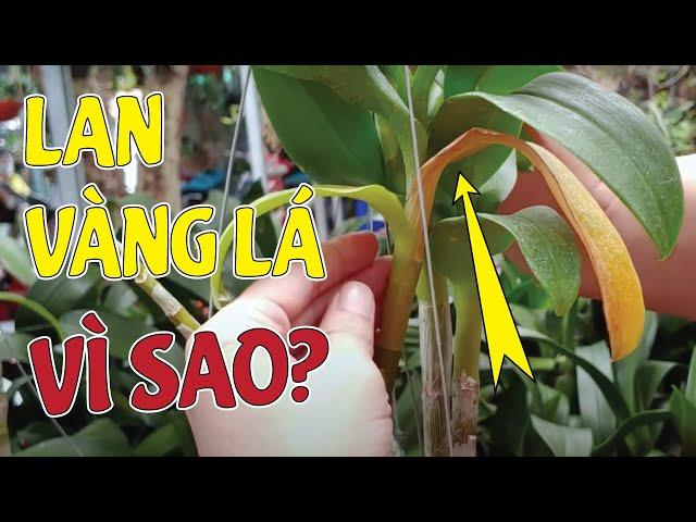 Lan Bị VÀNG LÁ Nguyên Nhân Vì Sao Không Phải Ai Cũng Biết  | #MêLanTV