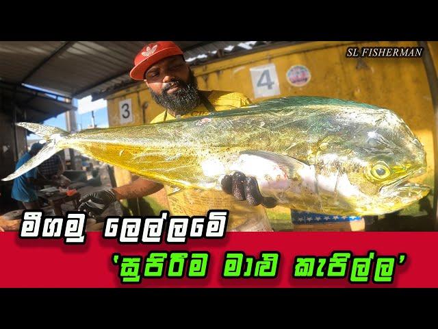 Expert! A Masterclass in Fish Cutting: Straight from Negombo Fish Market, Sri Lanka