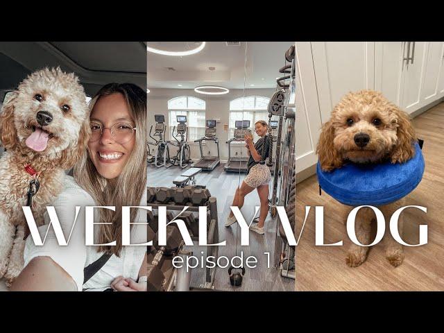 week in my life | dog has surgery, organize the pantry + fridge, come to the gym with me