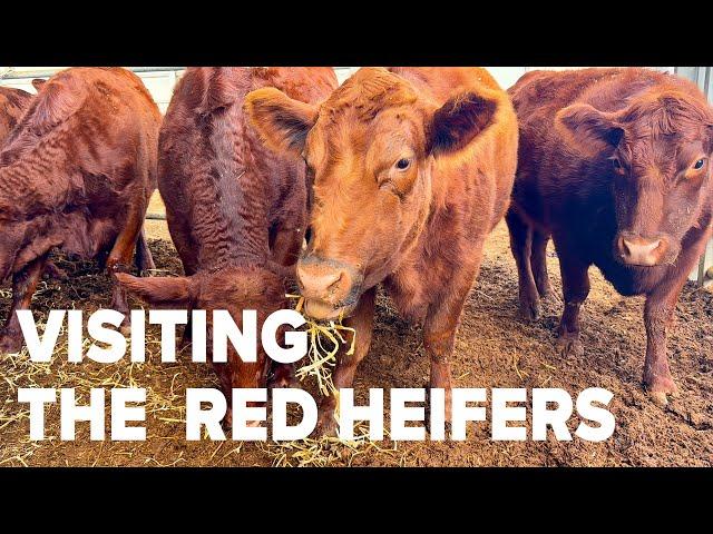 LIVE with The Red Heifers and Rain at Ancient Shilo in Israel