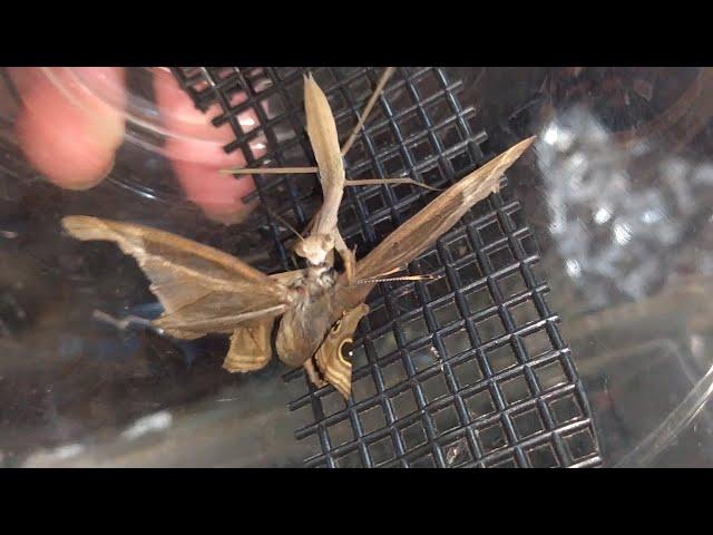 カマキリに蝶食わす