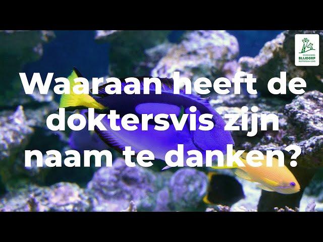 Waaraan heeft de doktersvis zijn naam te danken?