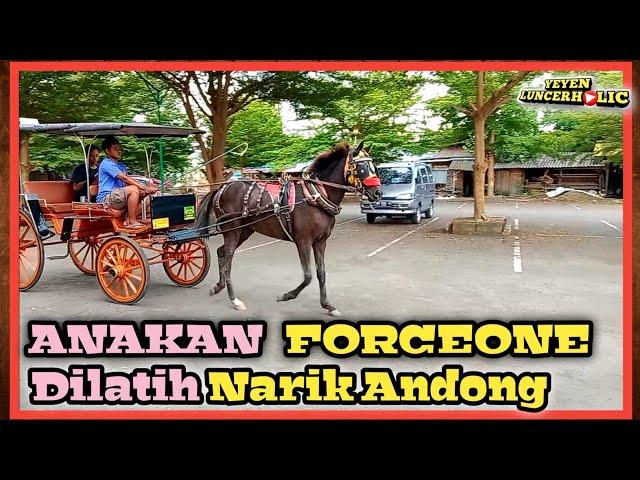 Pertama Kali Kuda 1,5 Tahun Anak ForceOne Dilatih Narik Andong