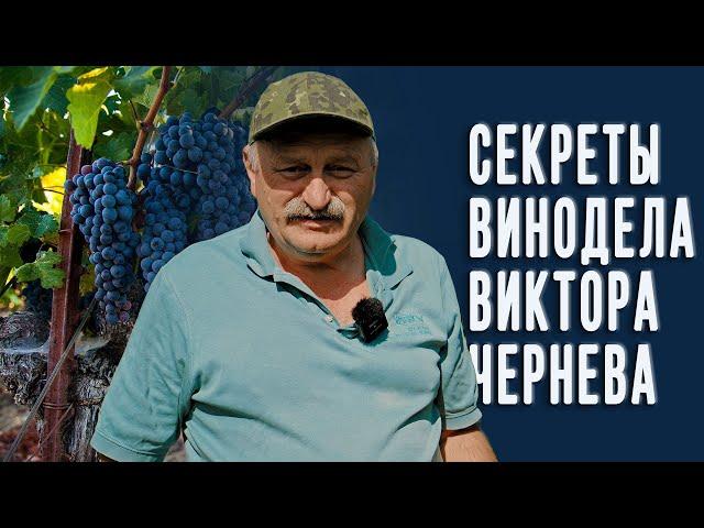 Секреты домашнего виноделия и рецепт хорошего вина от Виктора Чернева