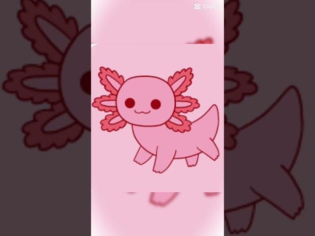 Axolotl