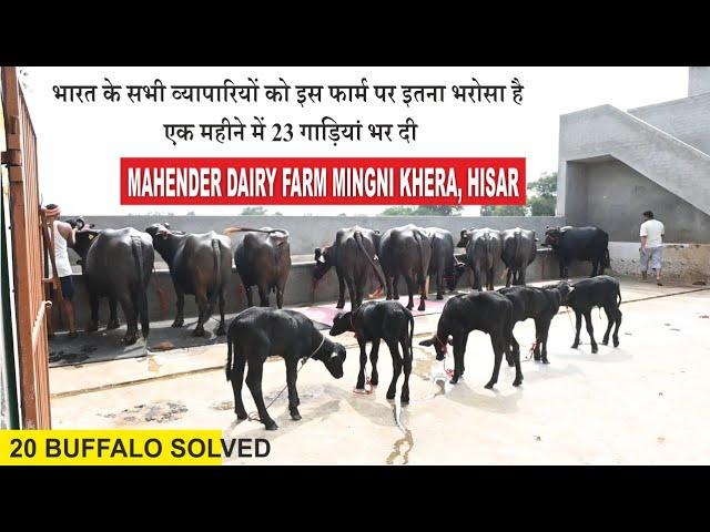 सबसे सस्ते रेट व ज्यादा गाड़ी भरता हू || MAHENDER DAIRY FARM MINGNI KHERA