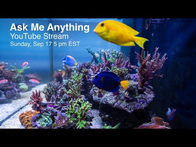 Live Q&A - Treasure Corals, AquaticLog and my aquariums