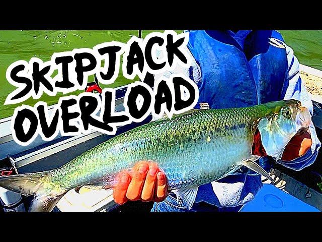 Tips for Catching and Freezing Skipjack Herring.