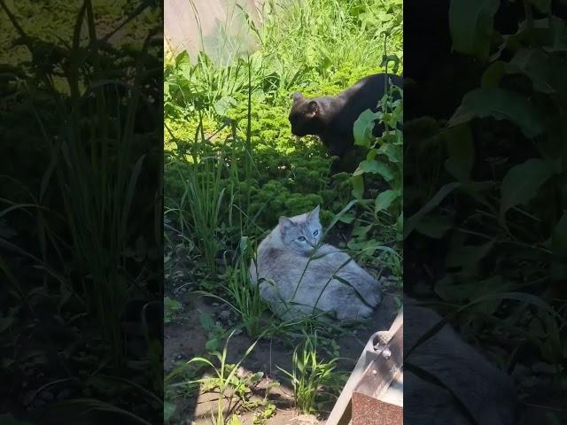 Встреча двух котов. #cat #кот #кошки #животные