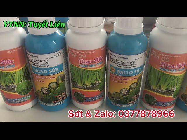 Titan Silic và Baclo Sữa của Global Farm giúp lúa cứng cây, thân mập chống đỗ ngã