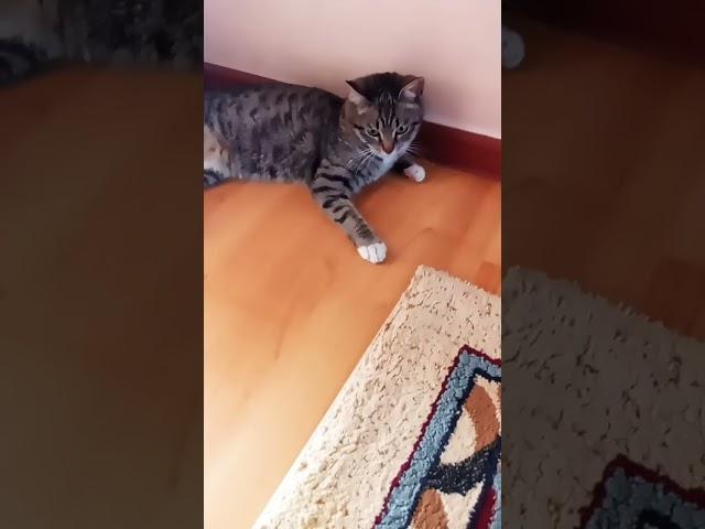 Кулёма