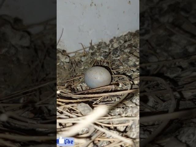 The lunar bird laid an egg
