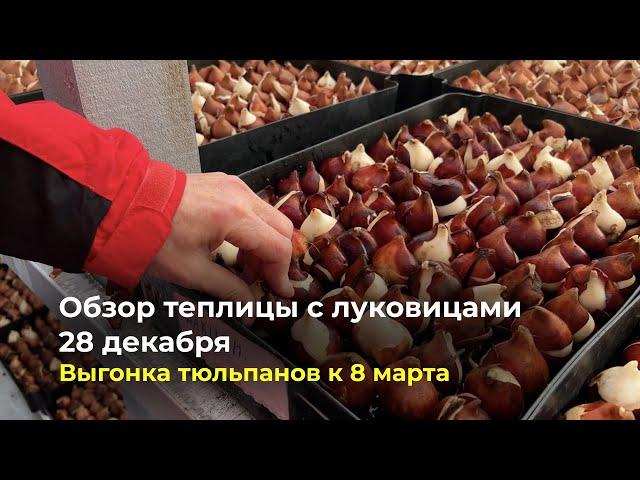 Обзор теплицы с луковицами 28 декабря | Выгонка тюльпанов к 8 марта.