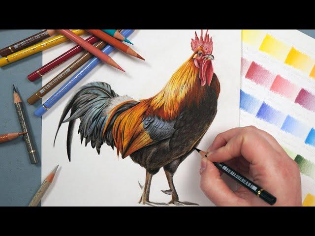 How To Draw Feathers With Colored Pencils