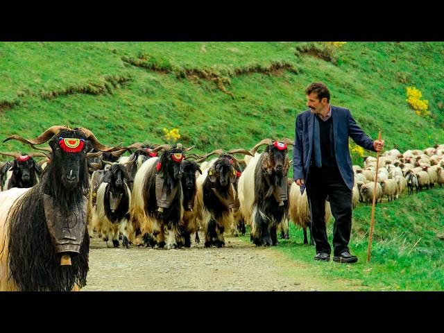 The Lonely Journey of the Turkish Shepherd | Documentary movie