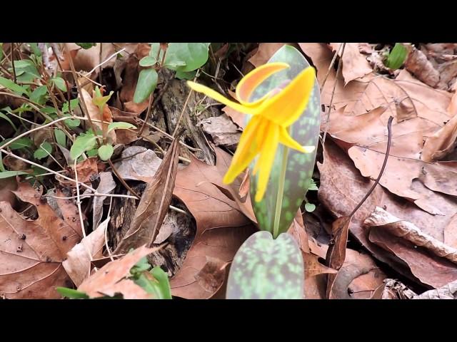 Capital Naturalist: Yellow Troutlily