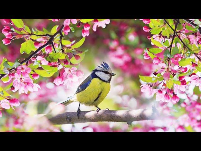 Relaxing Sleep Music: Deep Meditation Music, Stress Relief,  "Soothing Sounds of Nature" Tim Janis