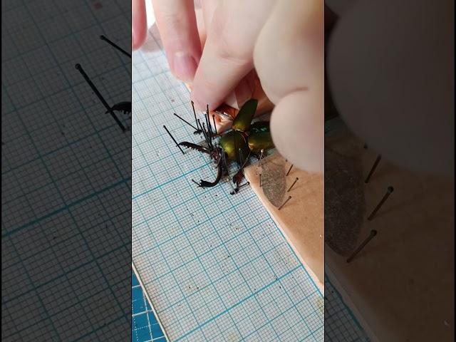 My form of therapy  #beetle #entomology #goth #artwork #darkart #oddities #tattooideas