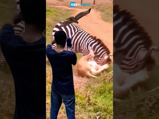 Recorded the fierce fight of lion vs zebra
