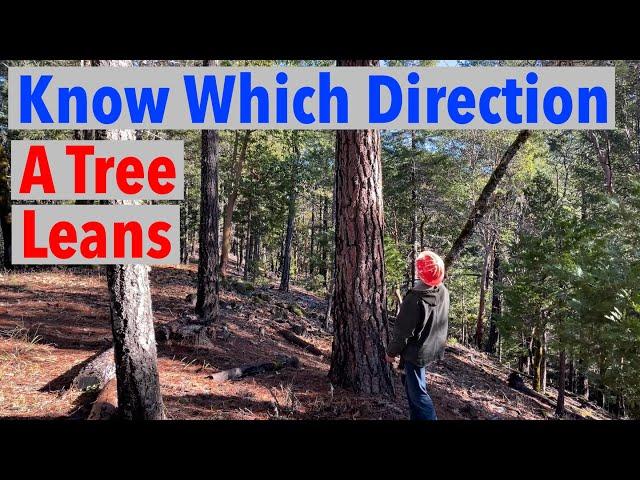 How To Know the Direction a Tree Leans