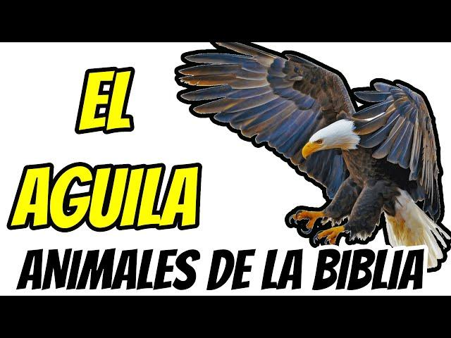 EL AGUILA// ANIMALES DE LA BIBLIA