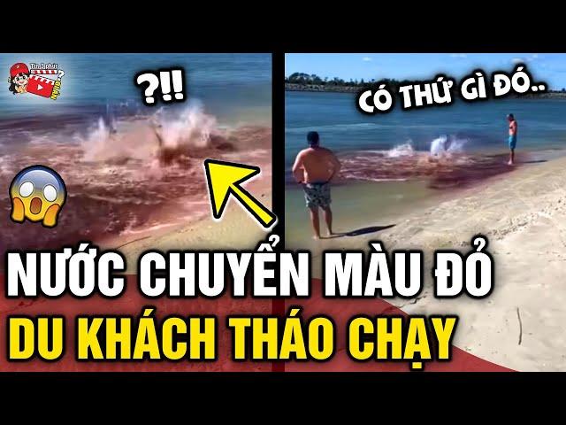 Đang bơi ngoài biển, du khách `CHẠY TÁN LOẠN' khi thấy vùng nước 'CHUYỂN MÀU ĐỎ' | Tin 3 Phút Bí Ẩn