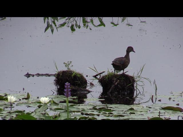 Wood Duck & Pileated Woodpecker