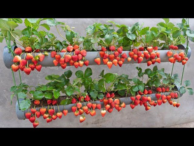 Just 1 water pipe, You can grow super fruit hanging strawberries