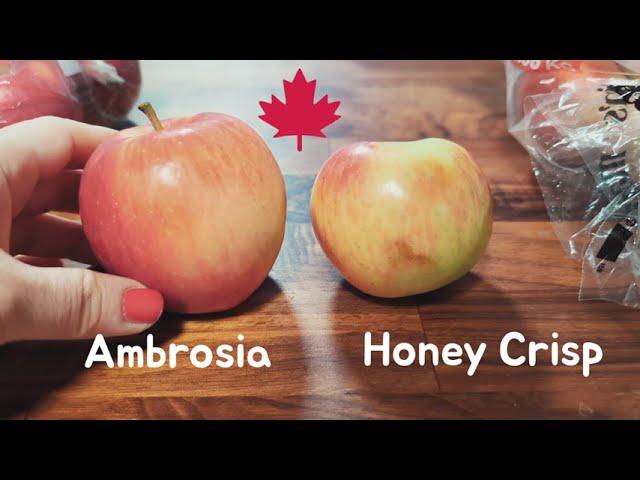 Comparing apples to apples in Canada | Ambrosia v Honeycrisp