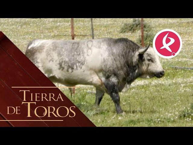 El toro “blanco” que mató a seis de sus hermanos de camada | Tierra de Toros