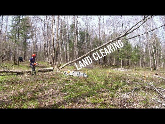 Land clearing by hand for my OFF GRID Cabin build