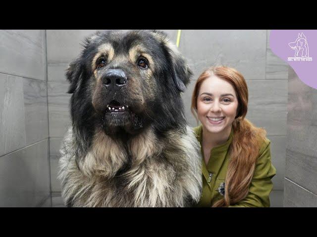 A MASSIVE Dog Breed I've Never Even Heard Of Before | Šarplaninac