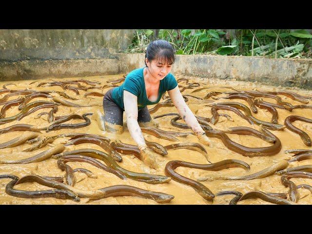 Catch A Lot Of Eels In The Swamp Goes To Countryside Market Sell | Phương Free Bushcraft