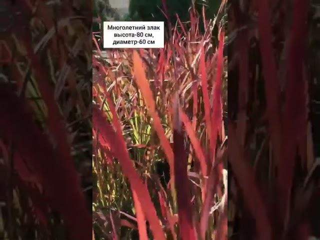 #plants #garden