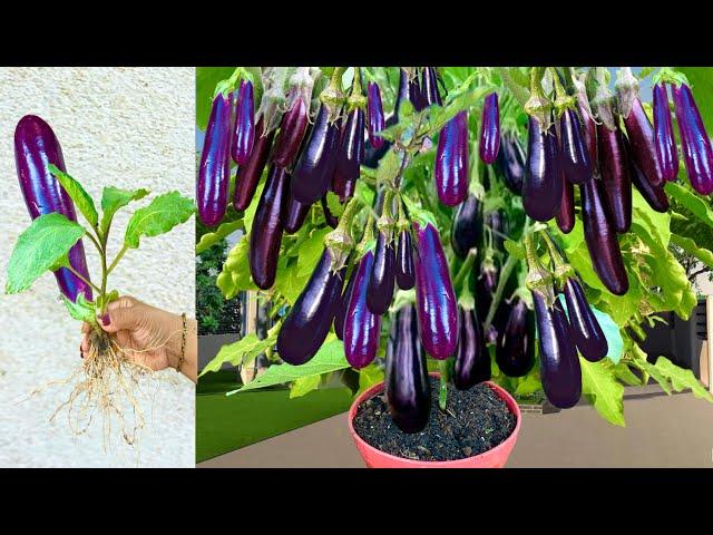 Unique Technique: For Growing Brinjal Tree with banana and Aloe Vera