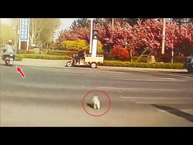 A Stray Puppy Desperately Chases His Owner, But No One Wants To Stop For Him...