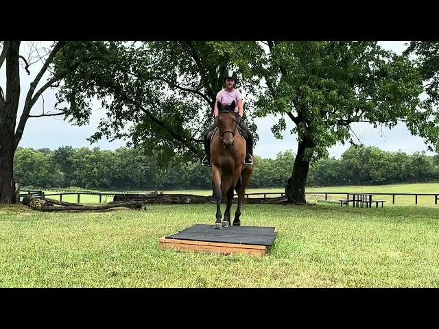 MASSIMO (trail) - Adoptable Thoroughbred Gelding - New Vocations